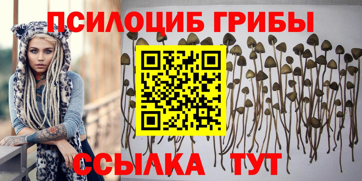 Псилоцибиновые грибы GOLDEN TEACHER  Балтийск 